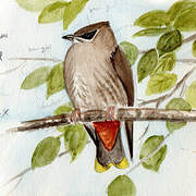 Bohemian Waxwing