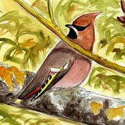 Bohemian Waxwing