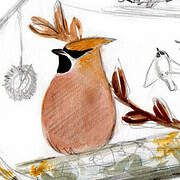 Bohemian Waxwing