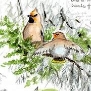 Bohemian Waxwing