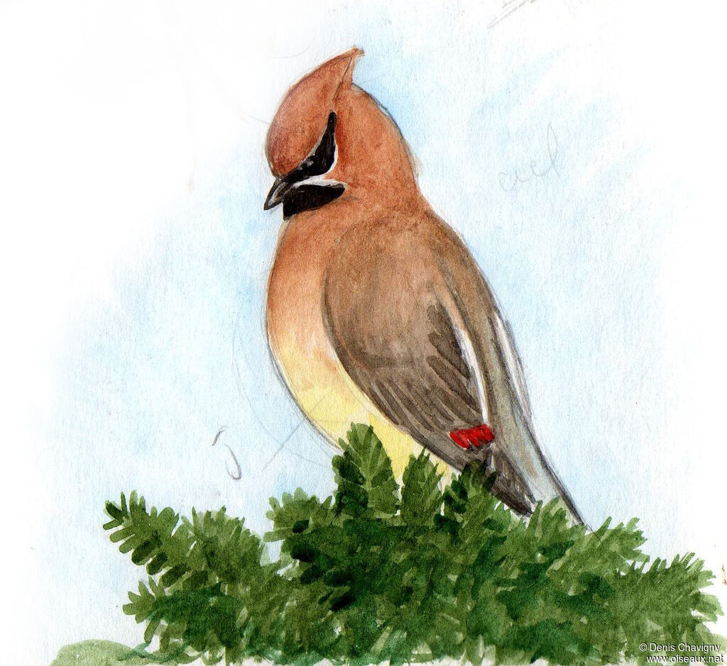 Cedar Waxwingadult breeding, identification