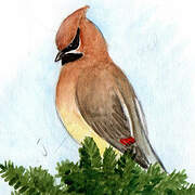 Cedar Waxwing