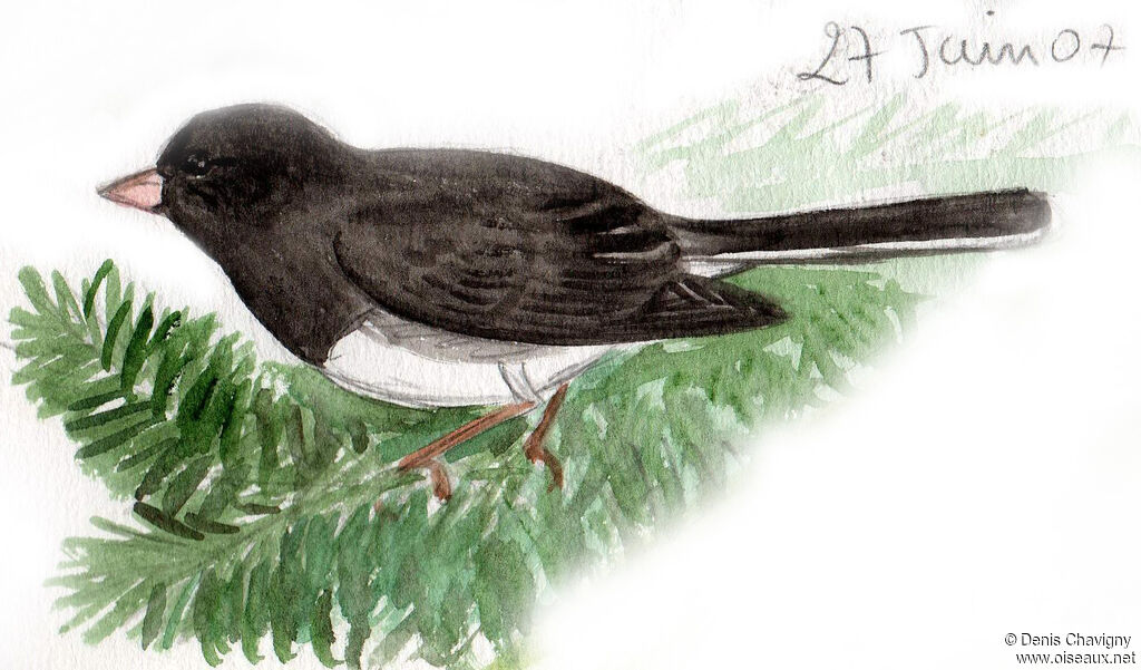 Dark-eyed Junco male adult breeding, identification