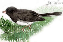 Dark-eyed Junco