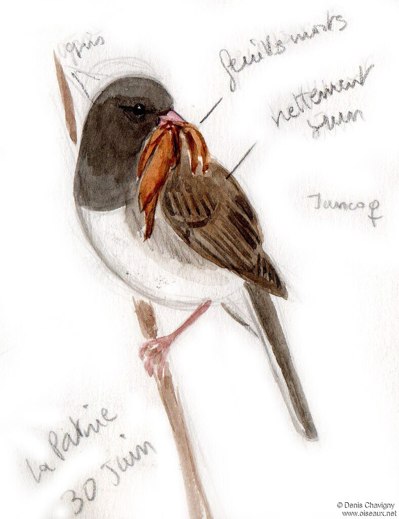 Dark-eyed Junco female adult breeding, identification, Reproduction-nesting