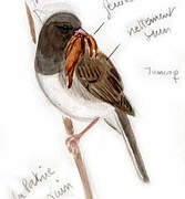 Dark-eyed Junco