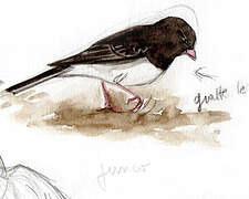 Dark-eyed Junco