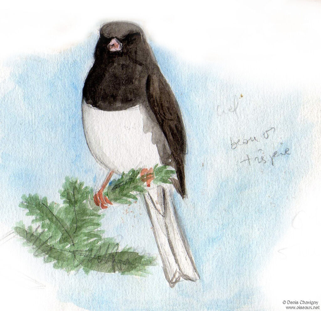 Junco ardoisé mâle adulte, habitat