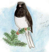 Dark-eyed Junco