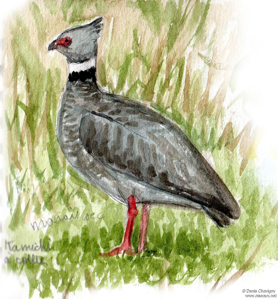 Southern Screameradult, identification