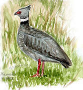 Southern Screamer