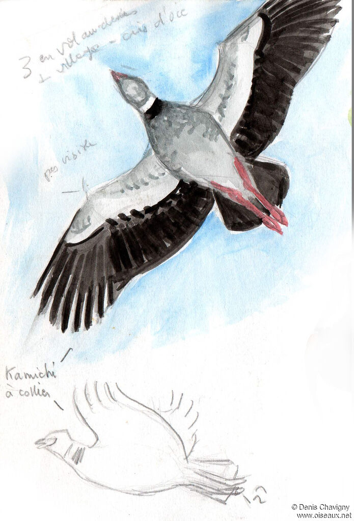 Southern Screamer, Flight