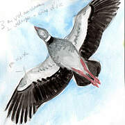 Southern Screamer