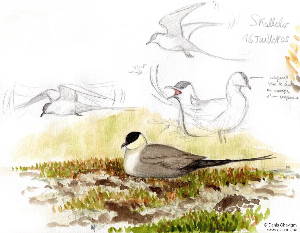 Long-tailed Jaegeradult breeding, habitat