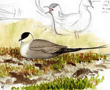 Long-tailed Jaeger