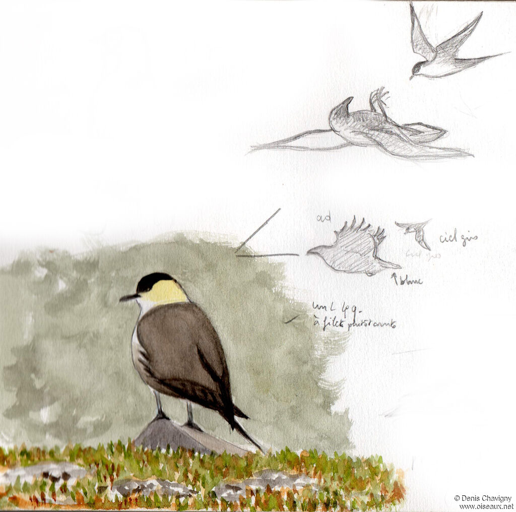 Long-tailed Jaegeradult, habitat