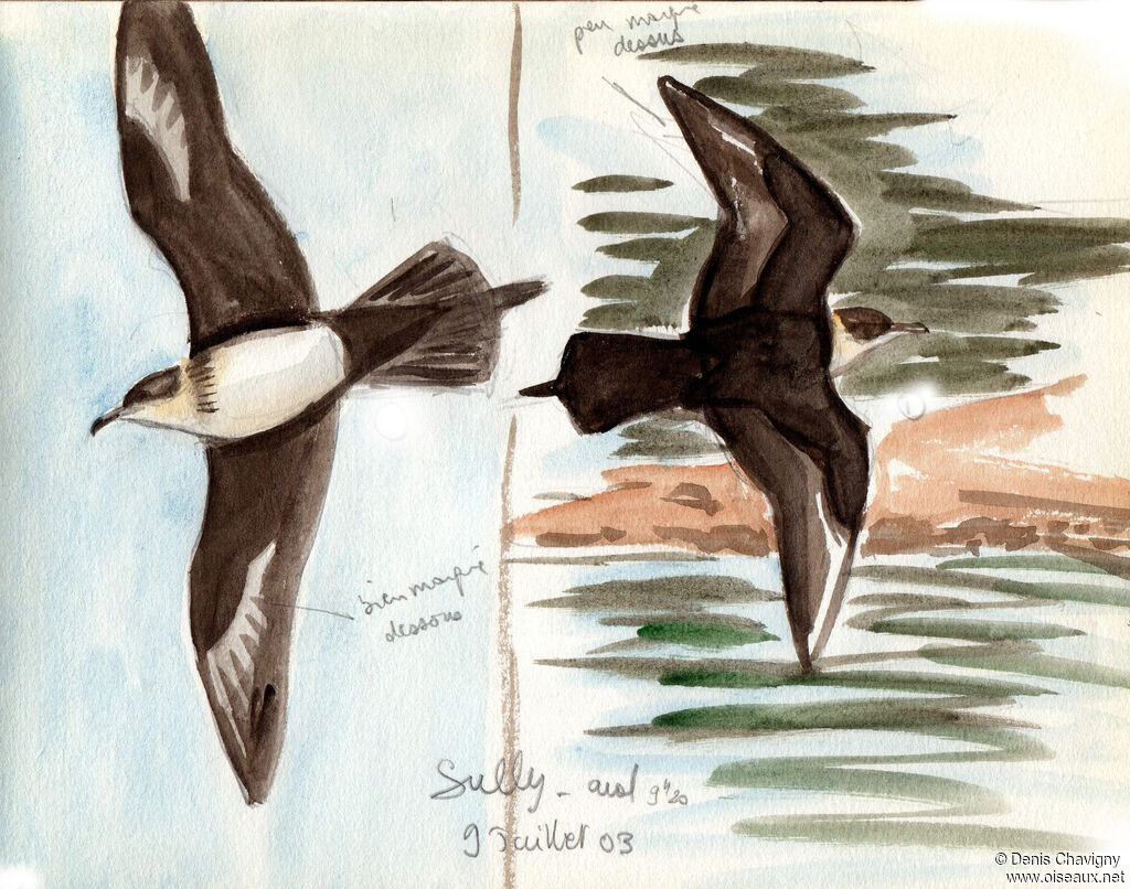 Parasitic Jaegeradult, Flight