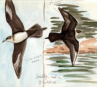 Parasitic Jaeger