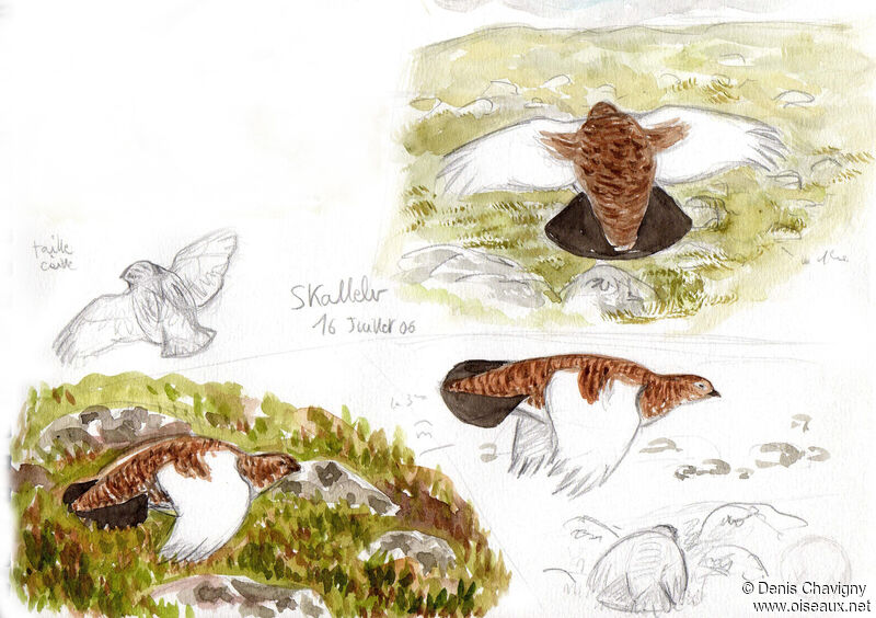 Willow Ptarmigan, habitat