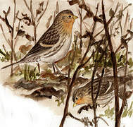 Twite