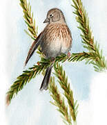 Common Linnet