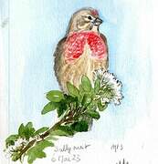 Common Linnet