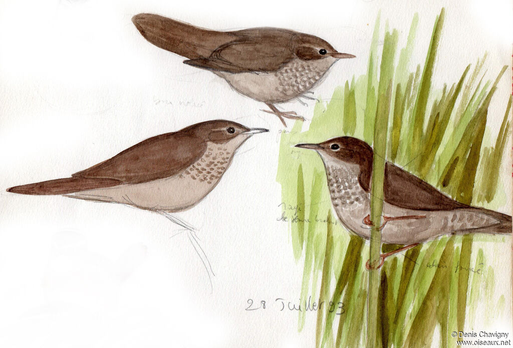 River Warbler, habitat