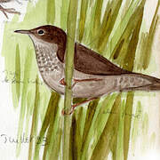 River Warbler