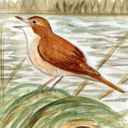 Savi's Warbler