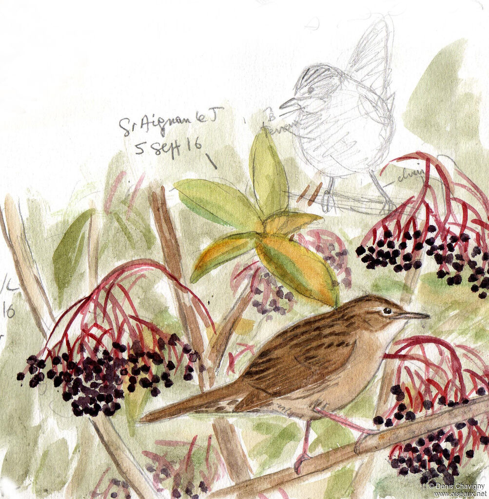 Common Grasshopper Warbler, habitat