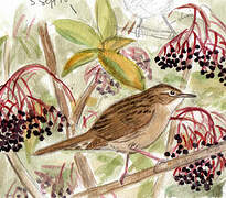 Common Grasshopper Warbler