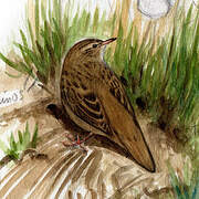 Common Grasshopper Warbler