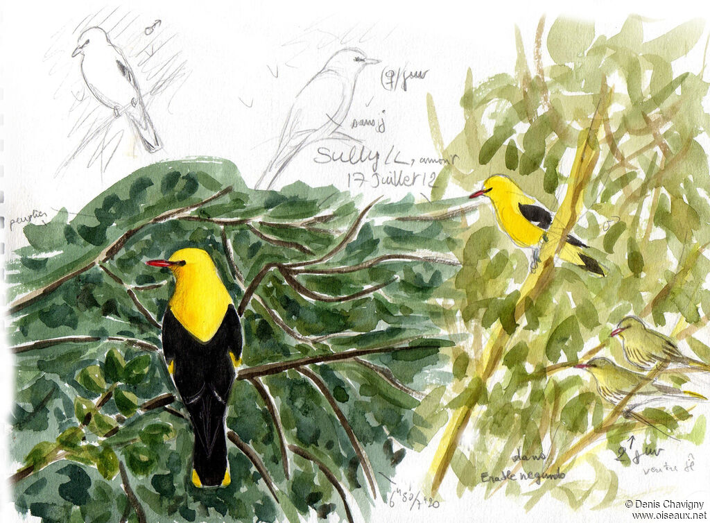 Eurasian Golden Oriole, habitat, Reproduction-nesting