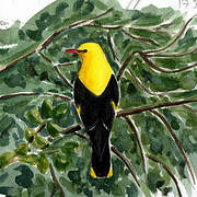 Eurasian Golden Oriole