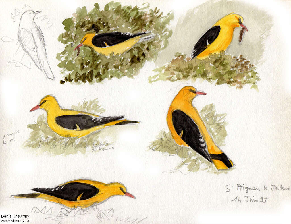 Eurasian Golden Oriole male adult, eats, Reproduction-nesting