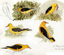 Eurasian Golden Oriole