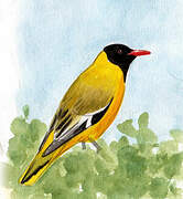 Black-headed Oriole