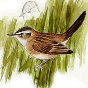 Moustached Warbler