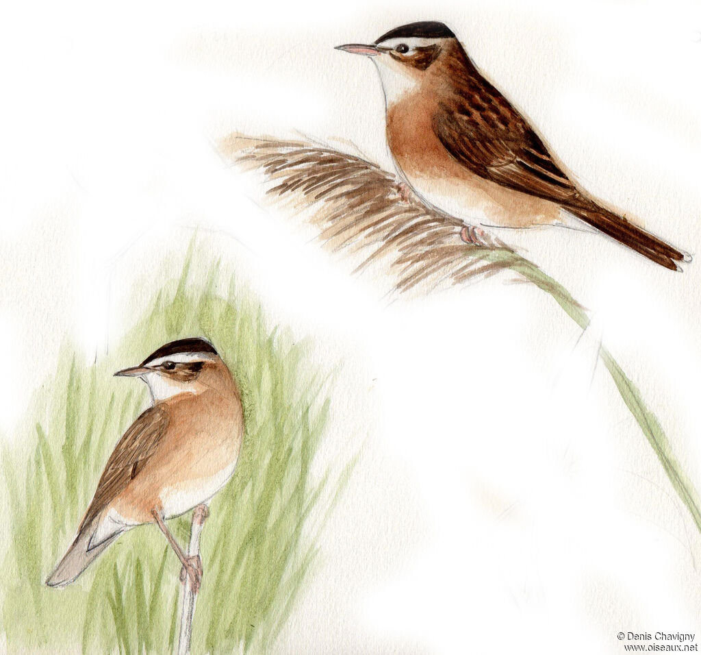 Moustached Warbler, habitat