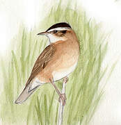 Moustached Warbler