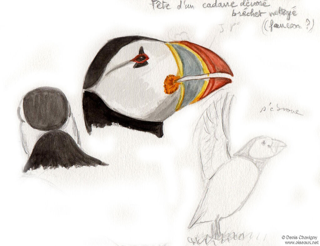 Atlantic Puffin