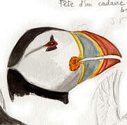 Atlantic Puffin