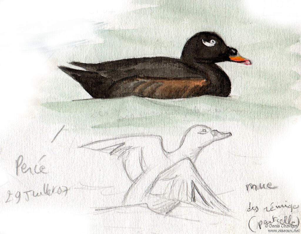 White-winged Scoter male adult, identification, swimming