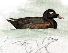 White-winged Scoter