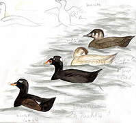 White-winged Scoter