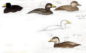 Black Scoter