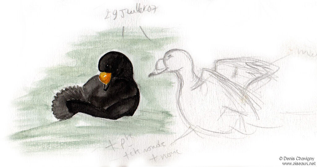 Black Scoter male adult, moulting, care