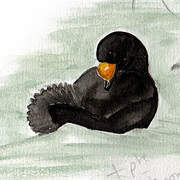 Black Scoter