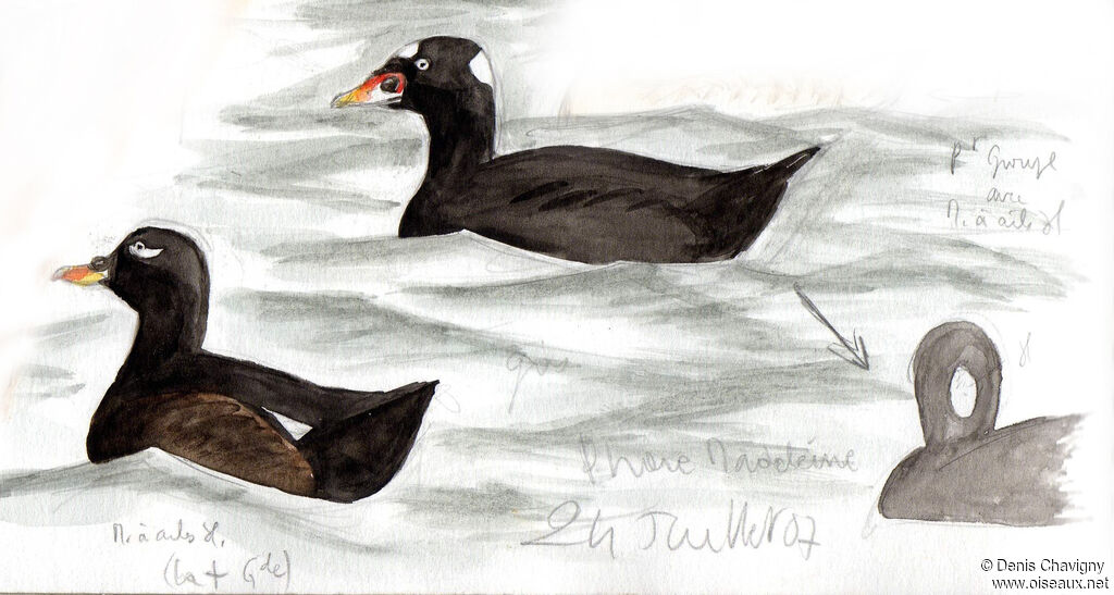 Surf Scoter male adult, identification, swimming