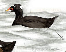 Surf Scoter